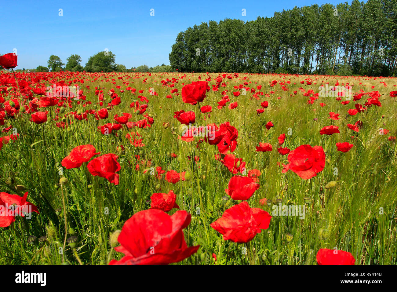 Field of wheat and poppies in the Bay of Authie (northern France) Stock Photo