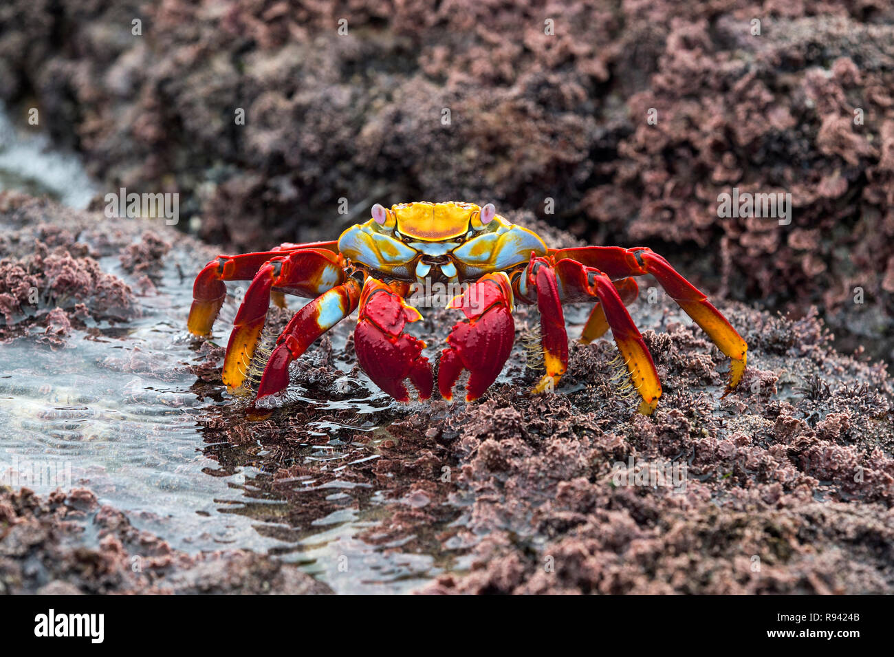 Sally Lightfoot Crab (Grapsus grapsus), Marsh crabs family (Grapsidae), Isabela Island, Galapagos Islands, Ecuador Stock Photo