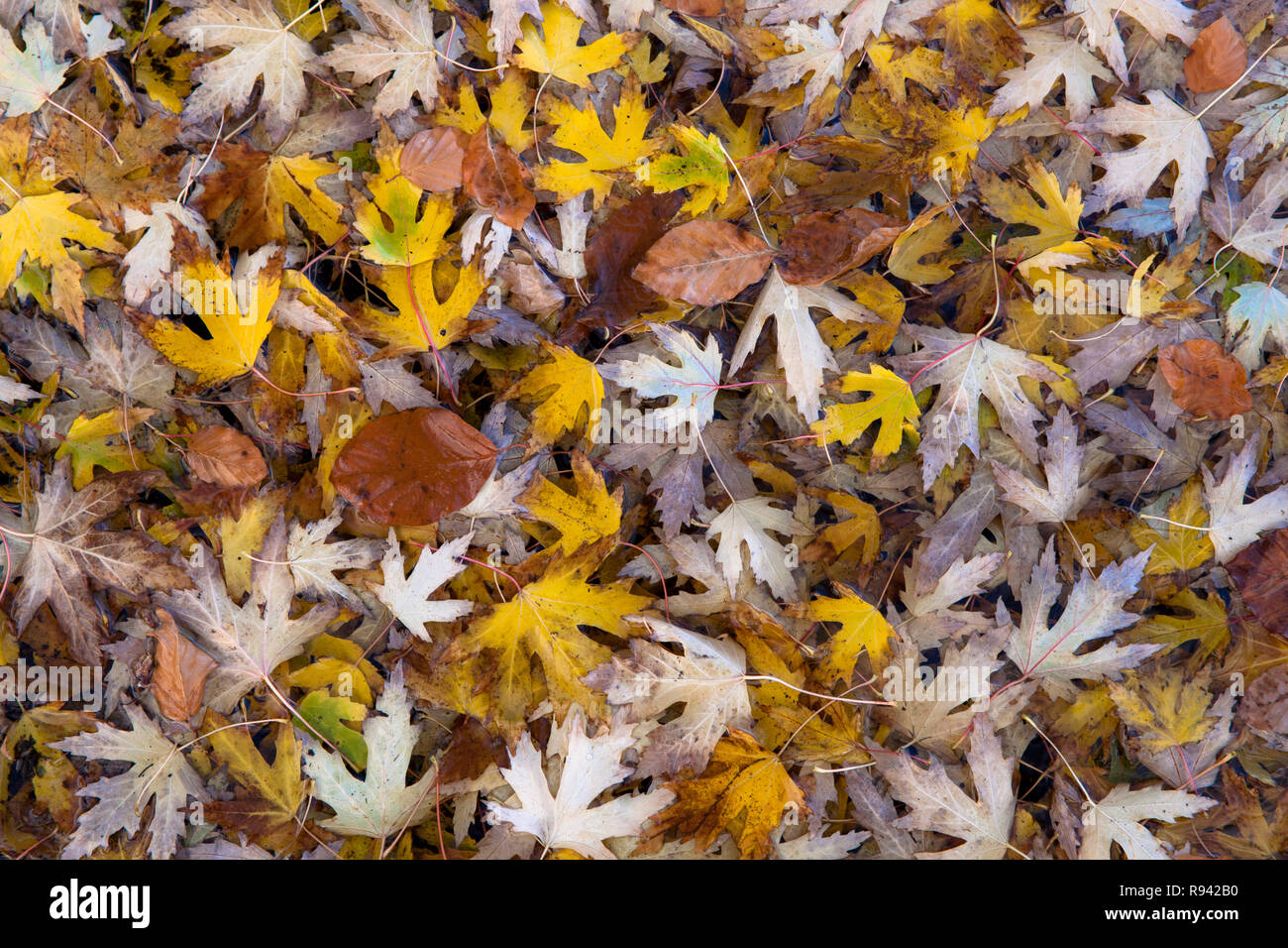 Maple (lat. Acer) autumn foliage, leaves.  Ahorn (lat. Acer) Herbstlaub, Blaetter. Stock Photo
