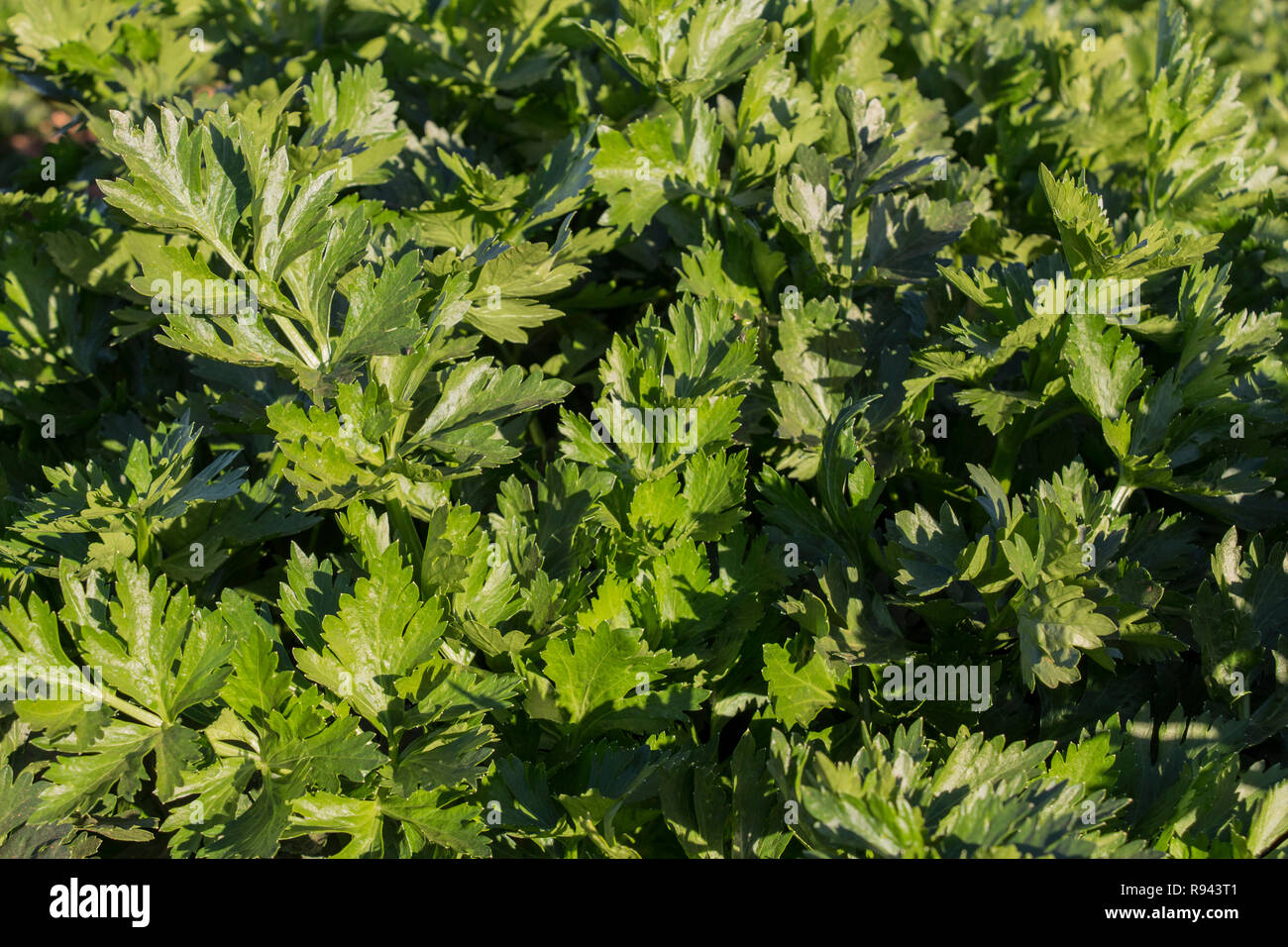 celery cultivation background texture, celery field, green leaves Stock