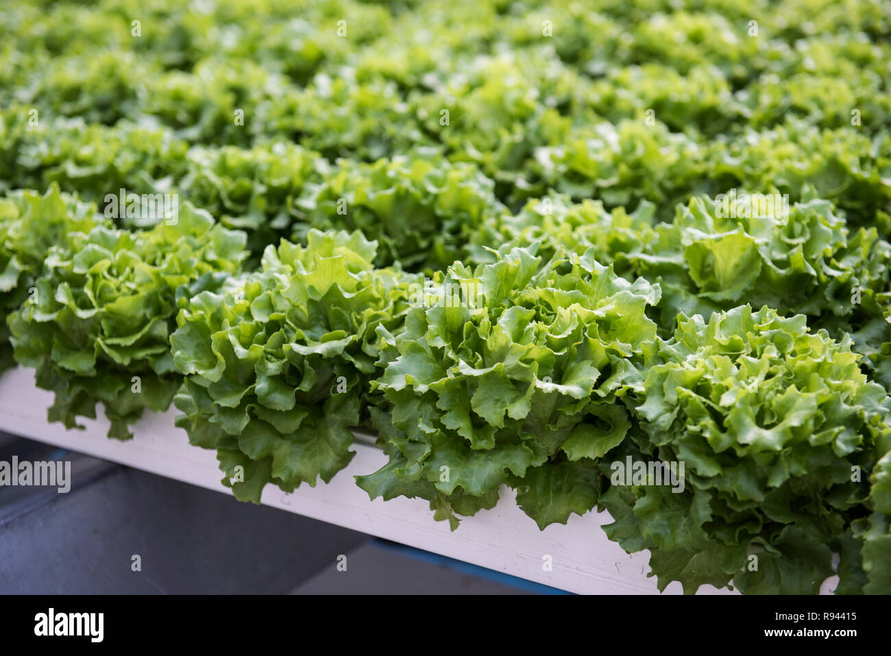 Hydroponics Style of Cultivation Stock Photo