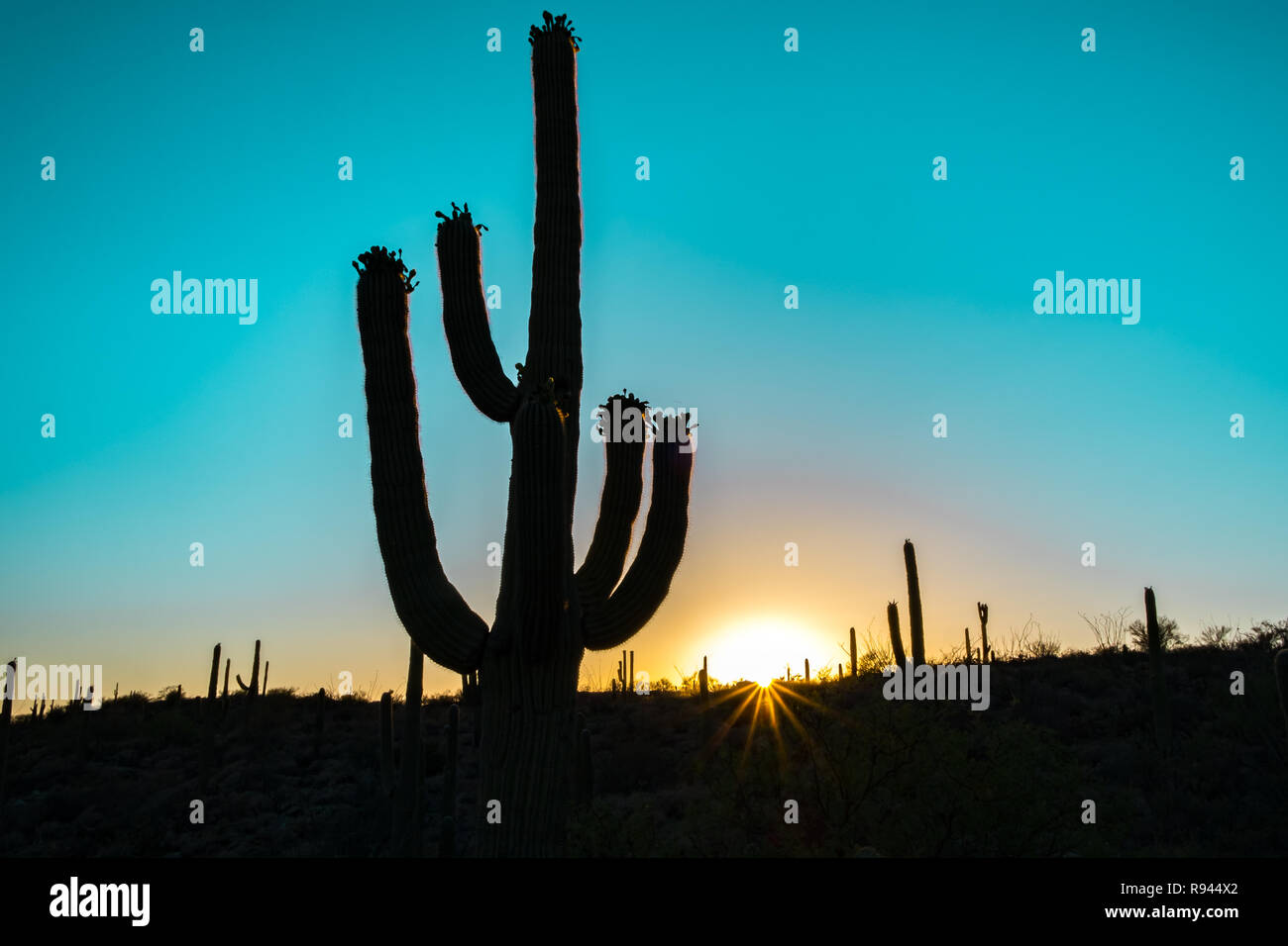 Silhouette of the giant Saguaro Cactus at sunrise or sunset in the ...
