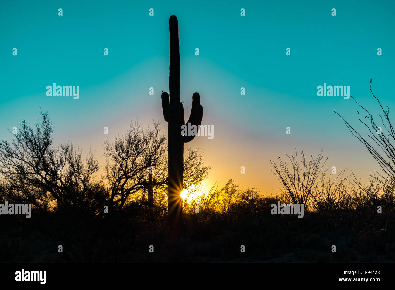 Silhouette of the giant Saguaro Cactus at sunrise or sunset in the ...