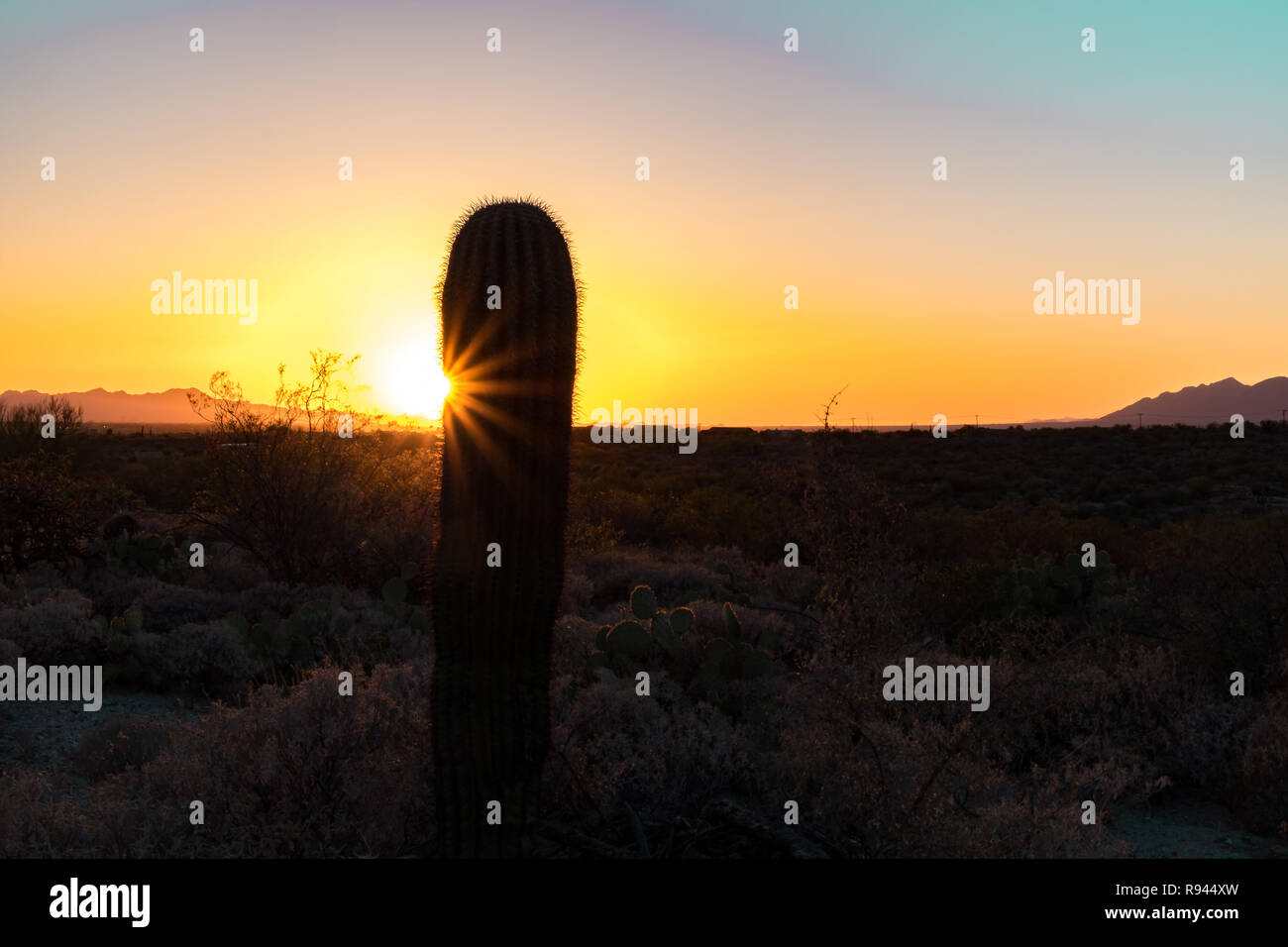 Silhouette of a Barrel Cactus at sunrise or sunset in the Sonoran Desert in Saguaro National Park in Tuscon, Arizona, USA Stock Photo