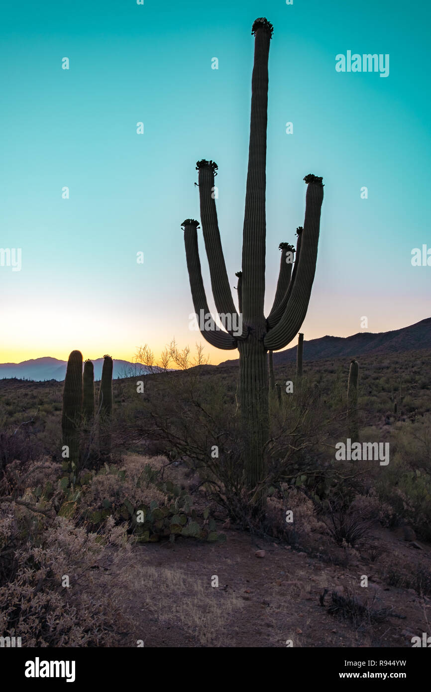 Silhouette of the giant Saguaro Cactus at sunrise or sunset in the ...