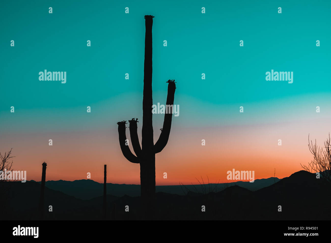 Silhouette of the giant Saguaro Cactus at sunrise or sunset in the ...