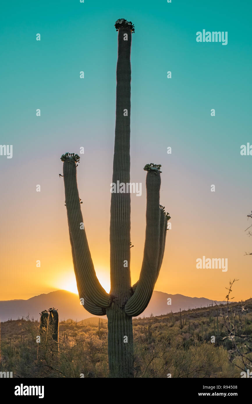 Silhouette of the giant Saguaro Cactus at sunrise or sunset in the ...