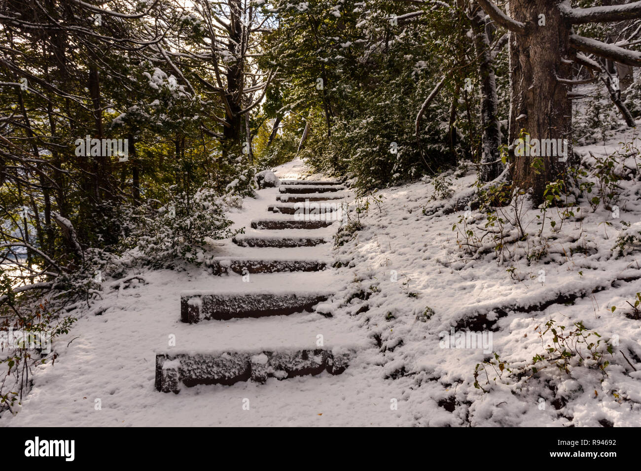 Winter Trail in Los Alerces National Park, Patagonia, Argentina Stock Photo