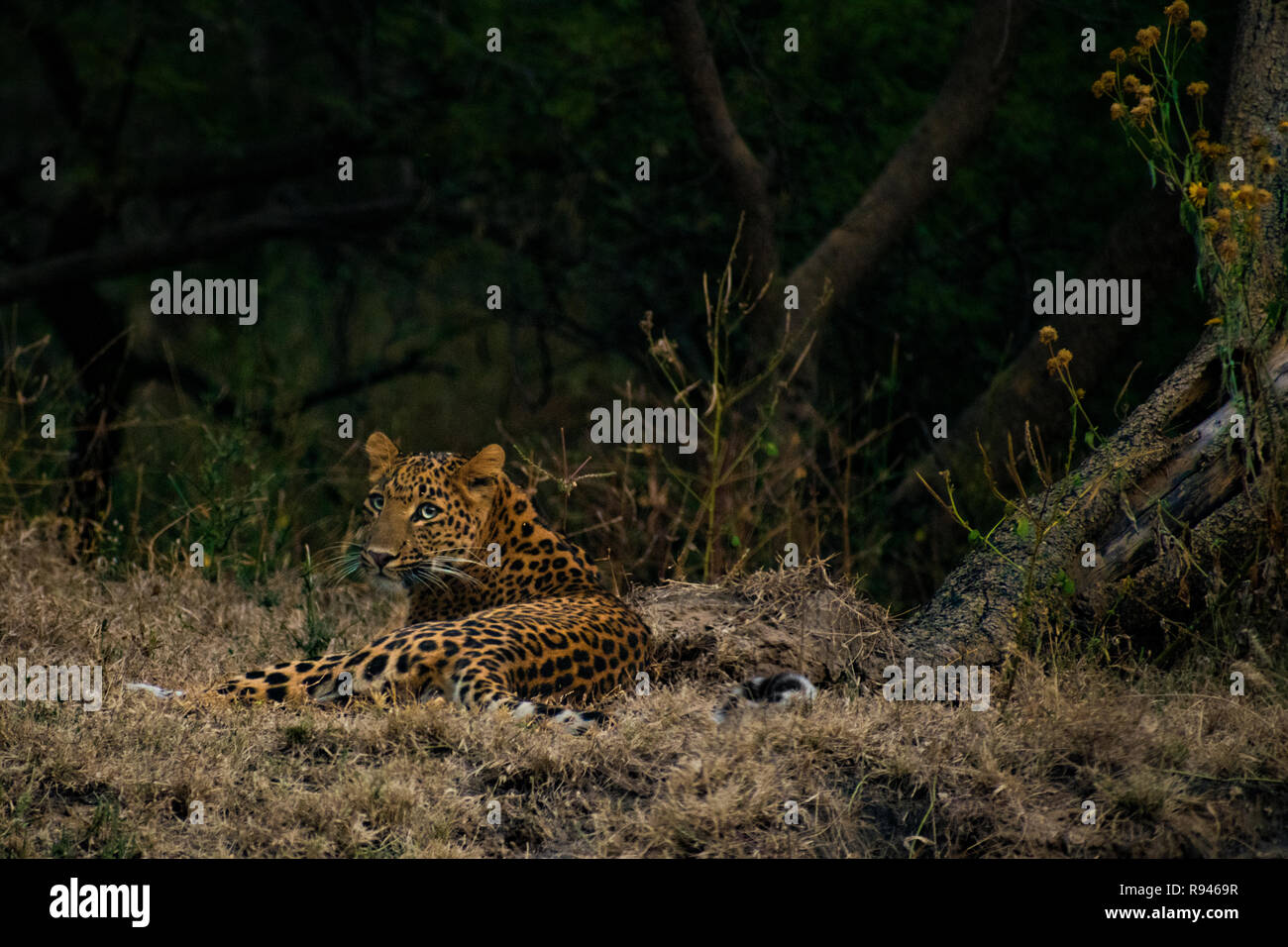 Wild big cat (Leopard) Stock Photo