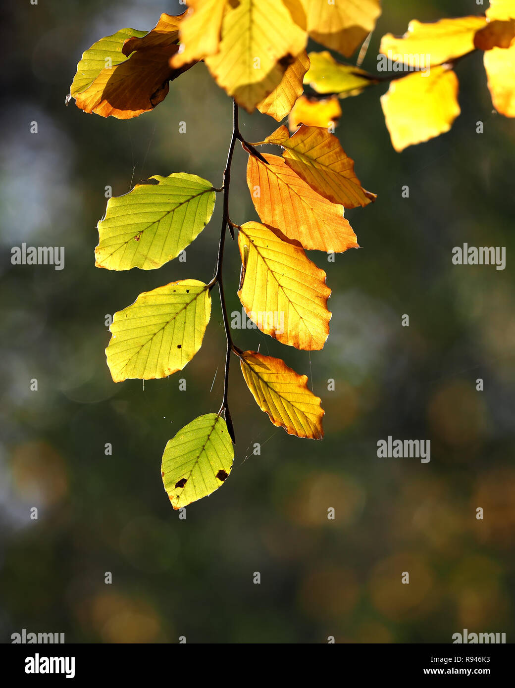 Backlit Beech leaves (Fagus sylvatica) in Autumn. Tipperary, Ireland Stock Photo