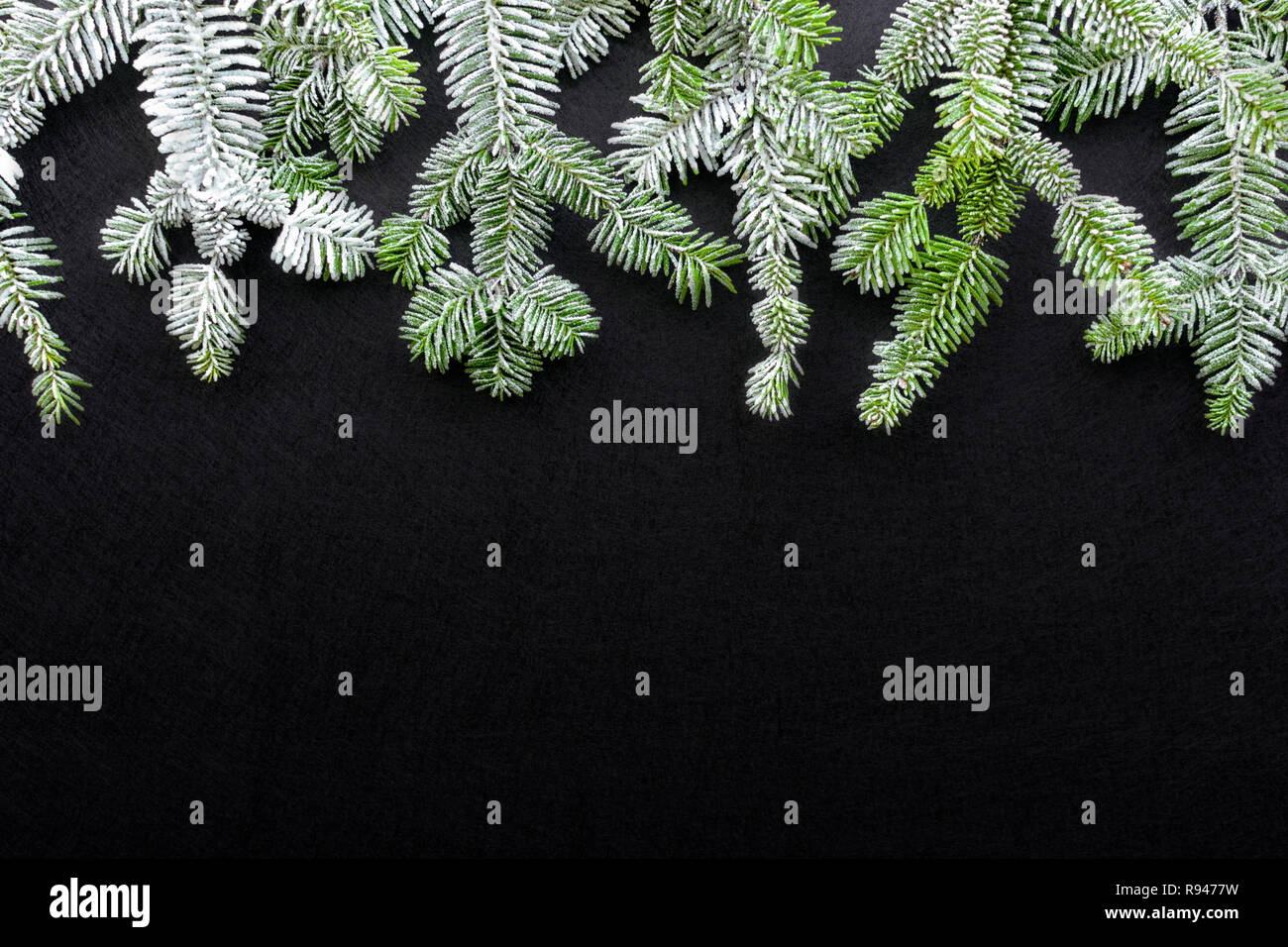 Fir tree on dark background. Greetings Christmas card. Elegant Postcard. Christmastime. White and green. Stock Photo