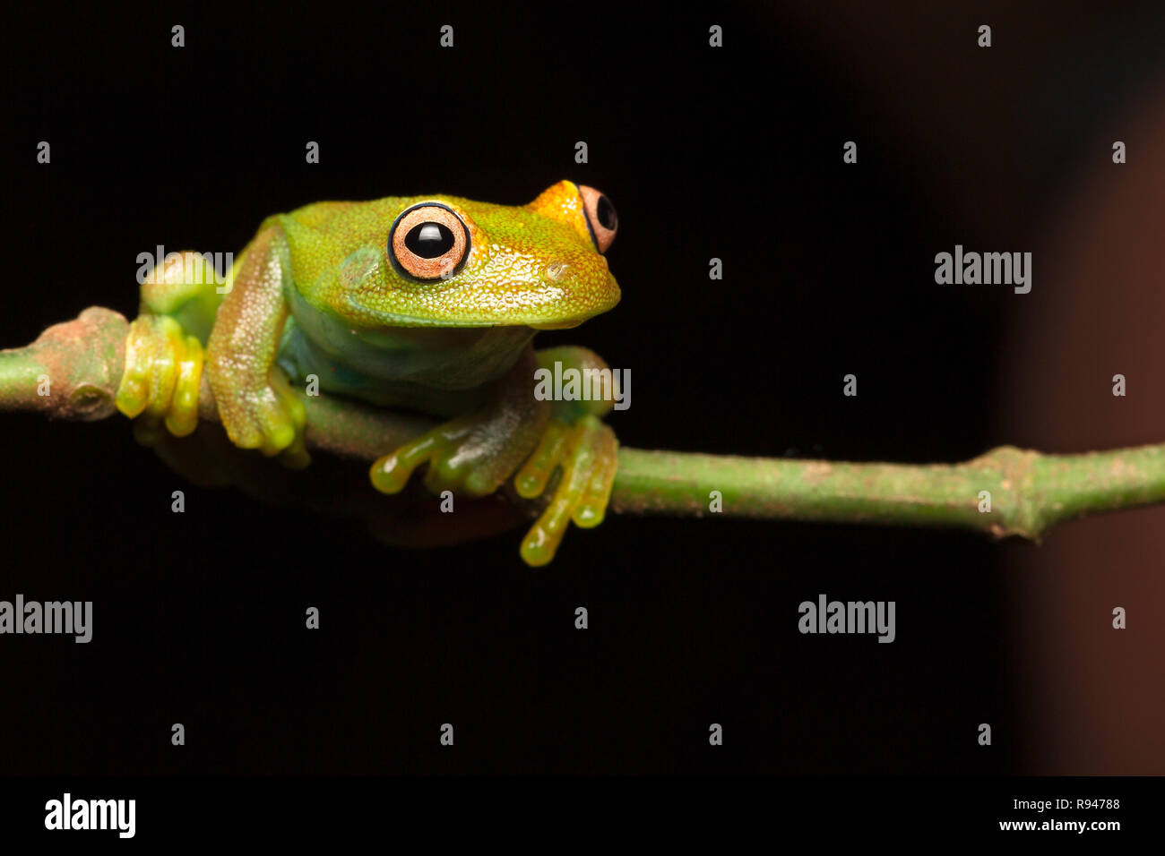 green tree frog in Amazon rain forest Stock Photo