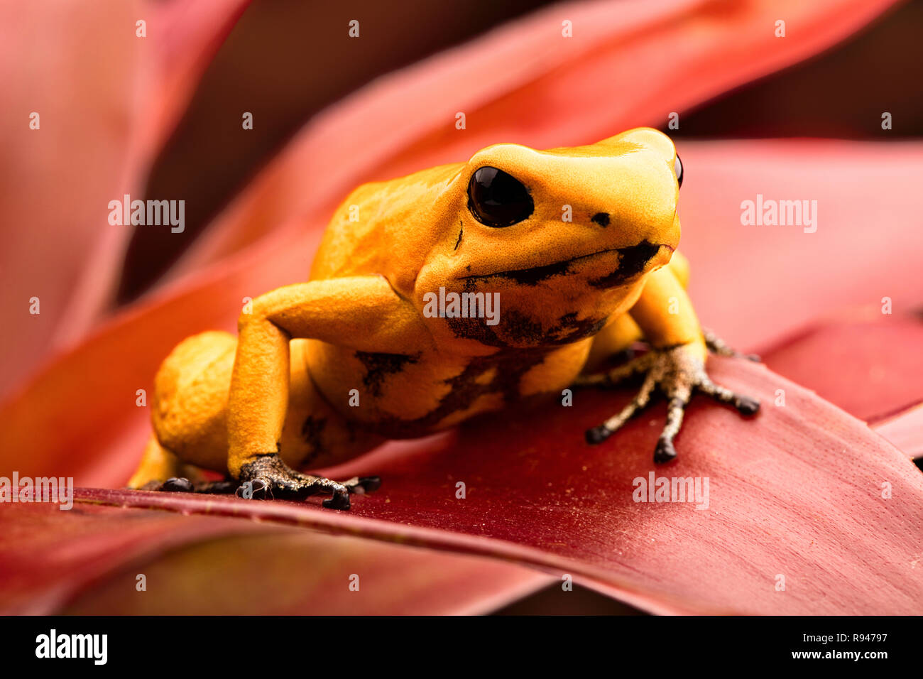 Poisonous poison arrow frog, Phyllobates terribilis. Deadly animal fropoison dart frog