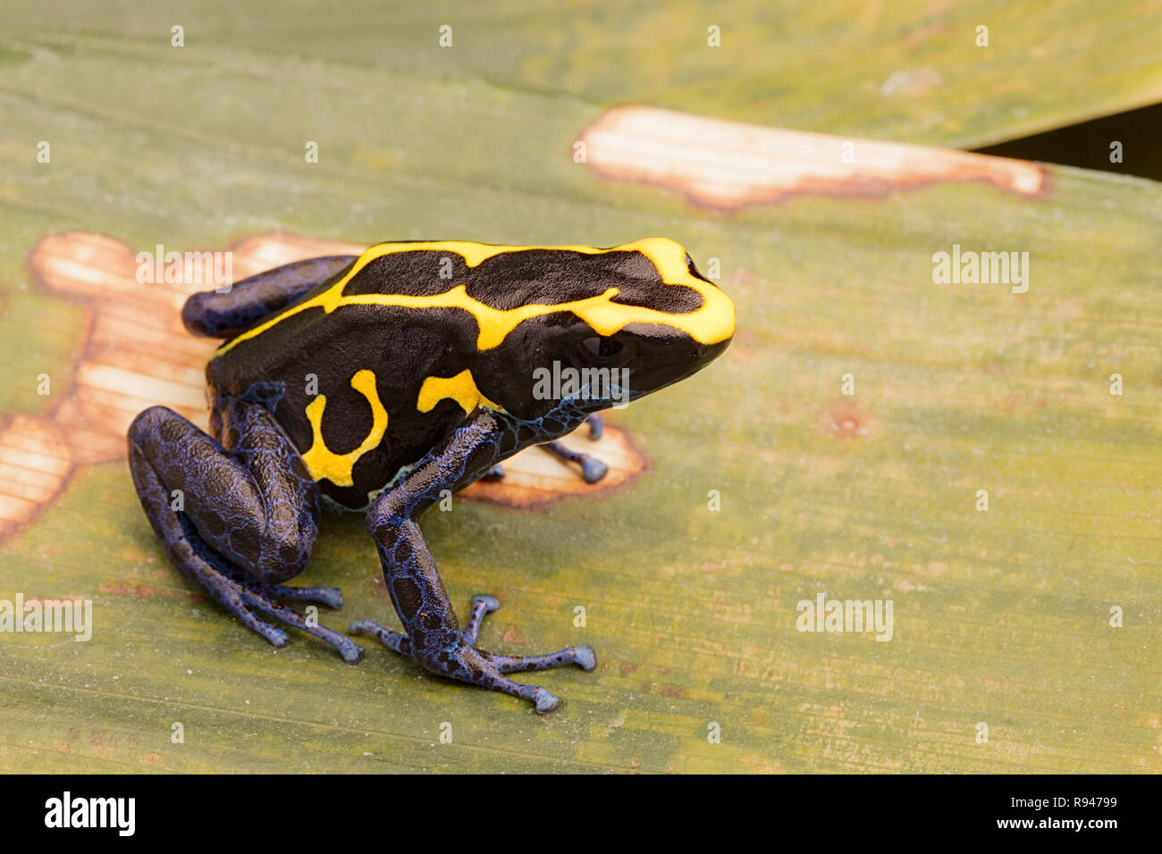 Deying poison dart frog, Dendrobates tinctorius, nominat or Kaw. A blue and yellow rain forest animal from the jungle of the Amazon. Frog macro. Stock Photo