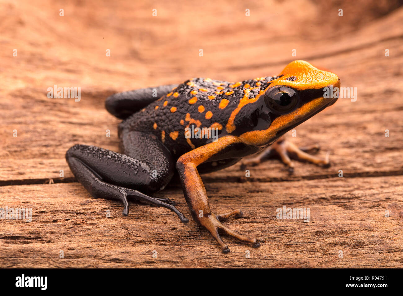 poison dart frog, Ameerega silverstonei. Orange poisonous animal from the Amazon rain forest of Peru. Stock Photo