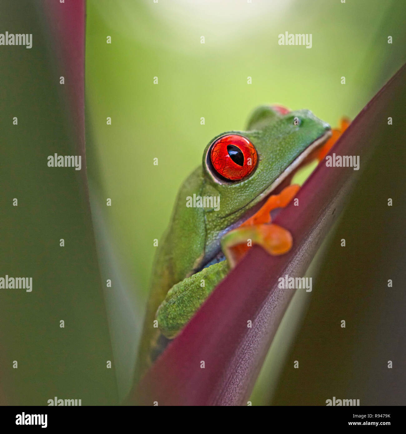 Red eyed tree frog, Agalychnis callidrias hiding between the leafs in the tropical rain forest of Costa Rica. Stock Photo