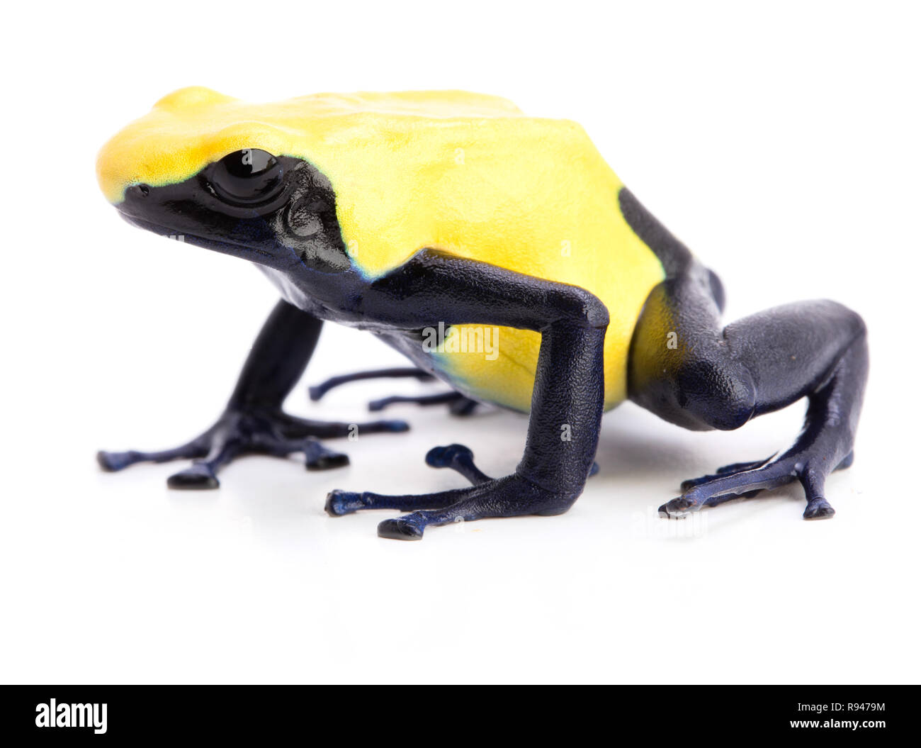 Poisonous dart frog, dendrobates tinctorius, citronella. A tropical