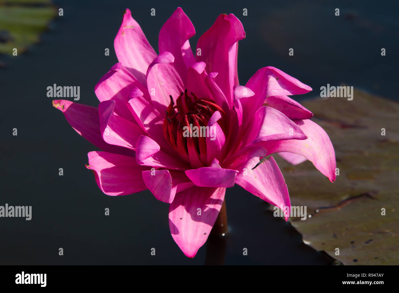 Isolated colorful pink water lily also called lotus flower float above the lake Stock Photo