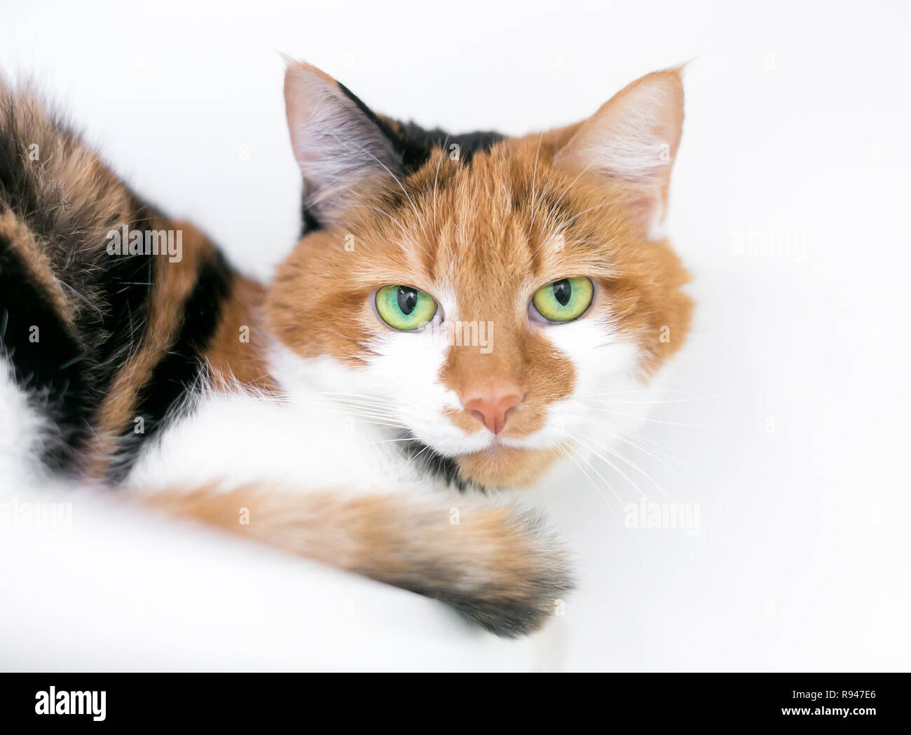 A calico domestic shorthair cat with bright green eyes Stock Photo