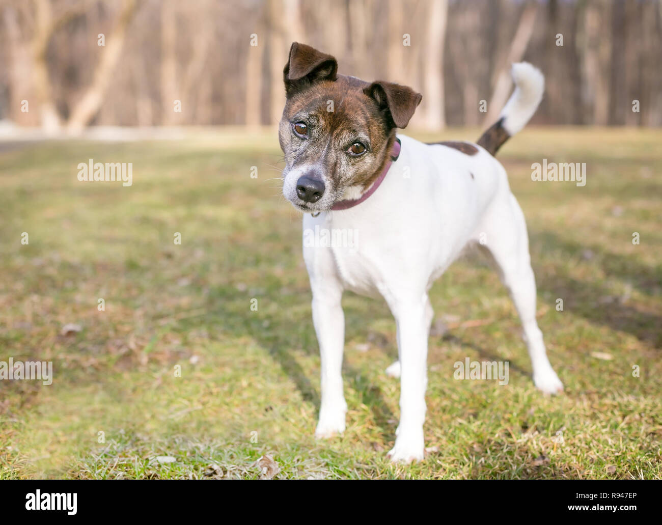 A brindle and white Jack Russell Terrier mixed breed dog looking at the ...