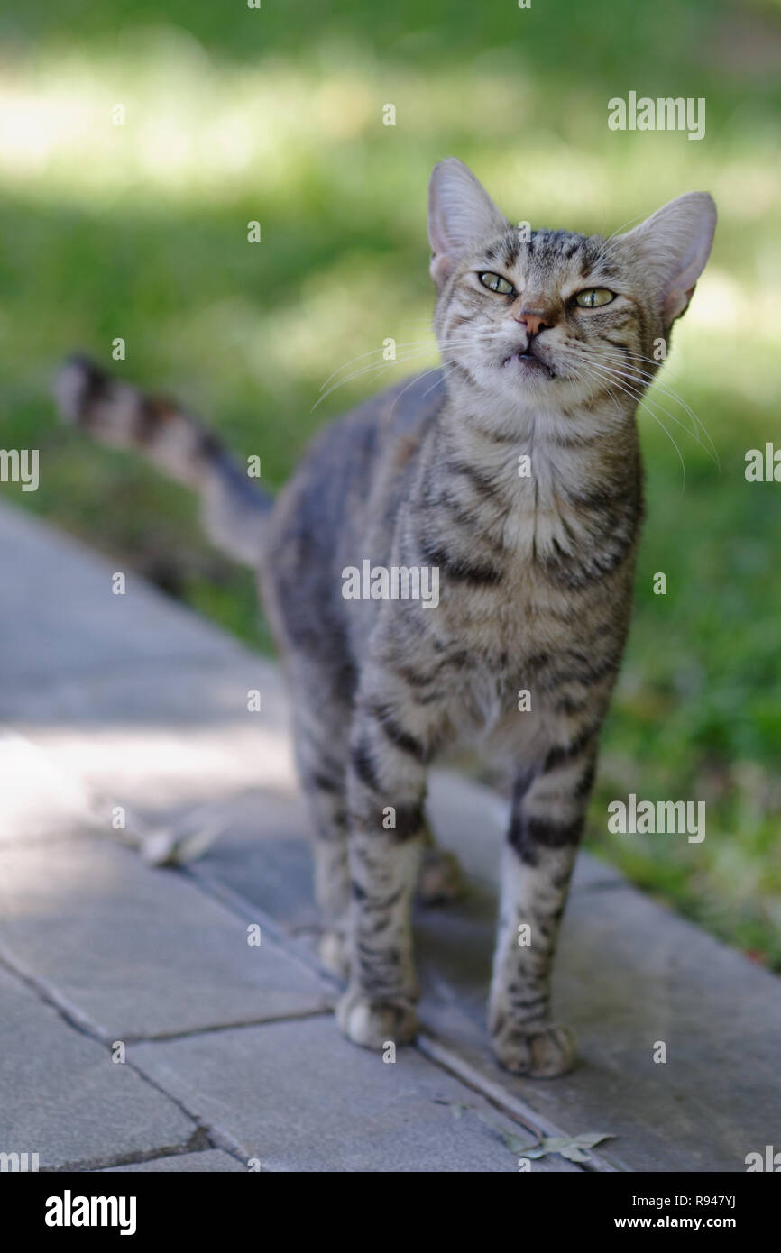 Portrait of cute kitten outdoors Stock Photo - Alamy