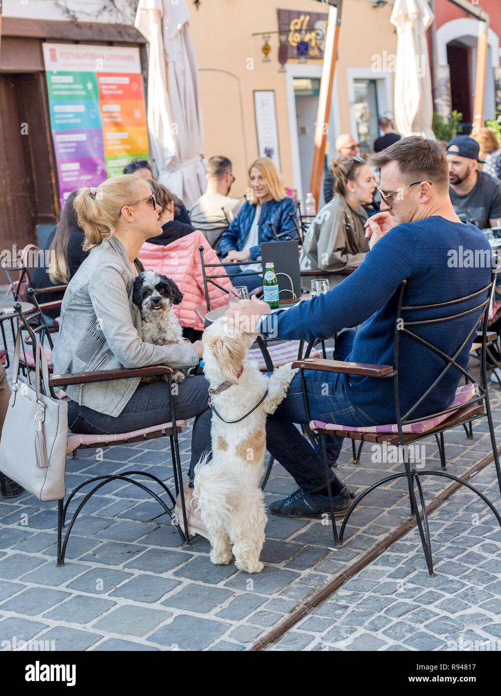 Can You Take Dogs Into Cafes