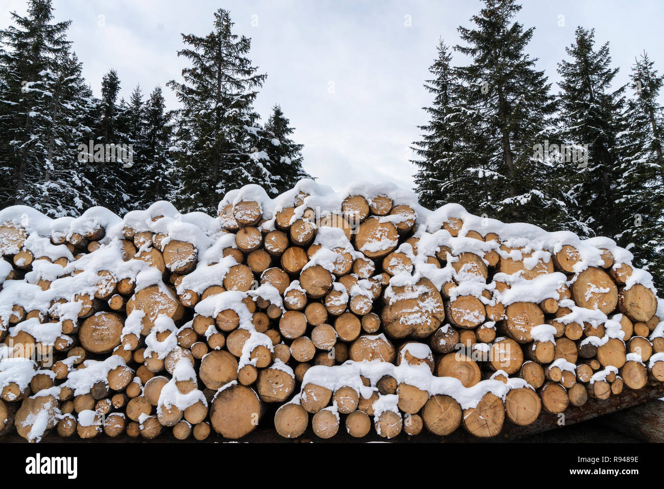 Fir Logs Cut And Stacked On The Edge Of A Forest In Winter In The