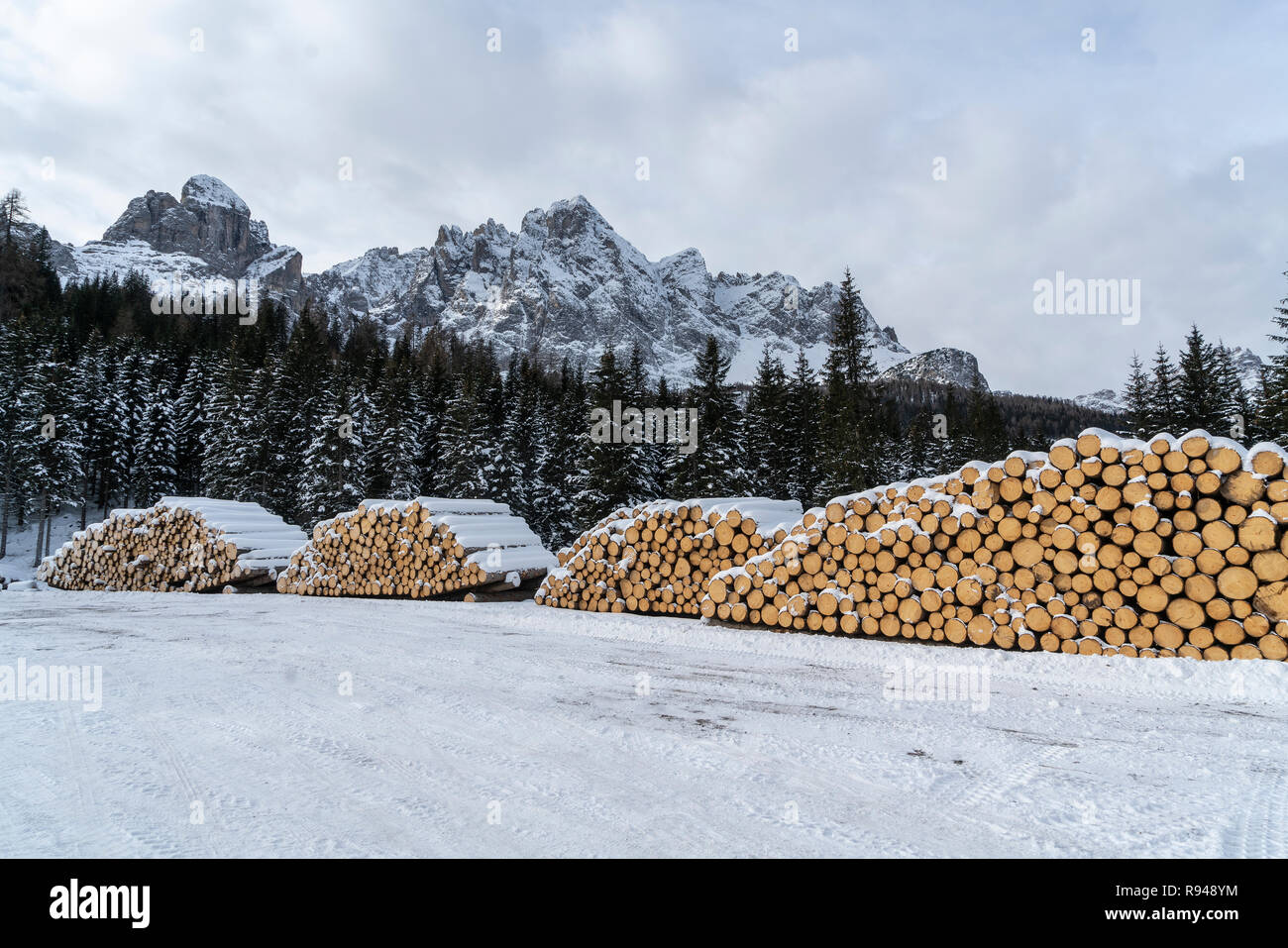 Fir Logs Cut And Stacked On The Edge Of A Forest In Winter In The