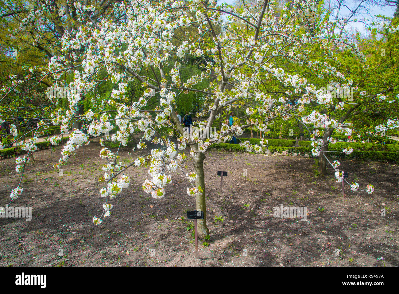 Flowered almond tree. Royal Botanical Garden, Madrid, Spain. Stock Photo