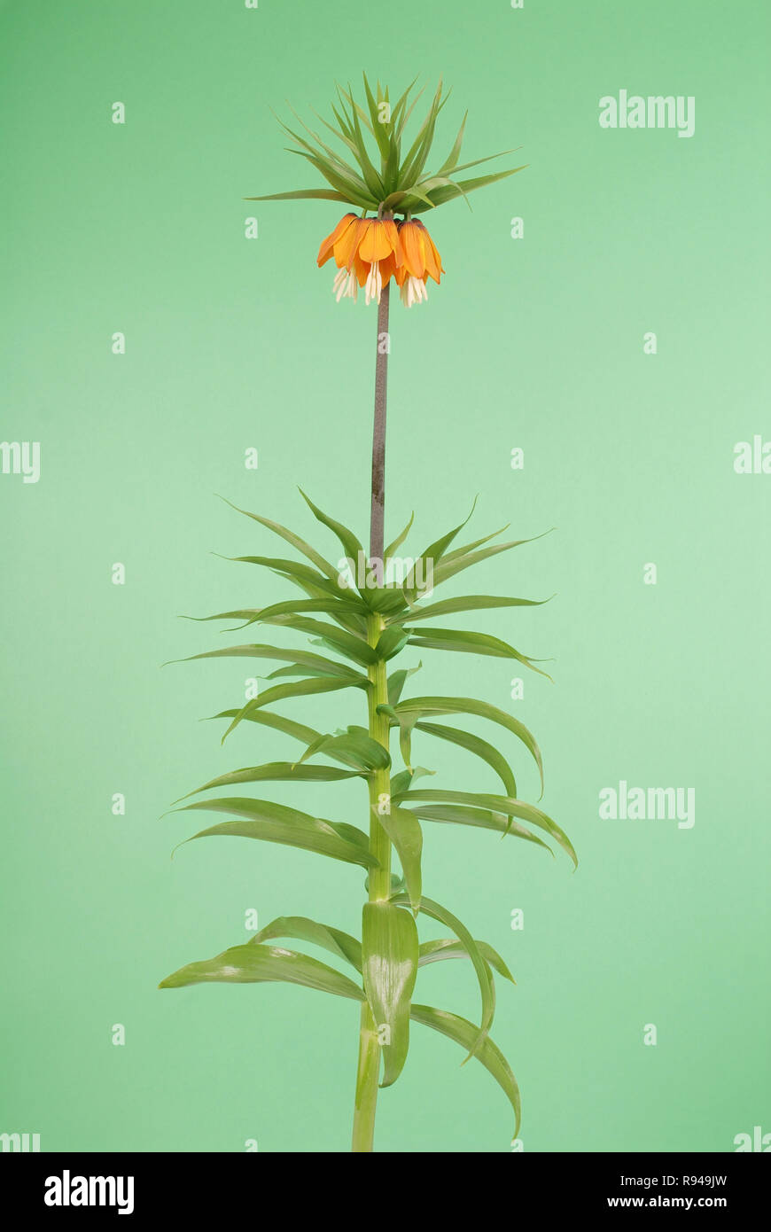 Royal Crown flowers on studio. Kaiser's crown (Fritillaria imperialis) isolated on green background Stock Photo