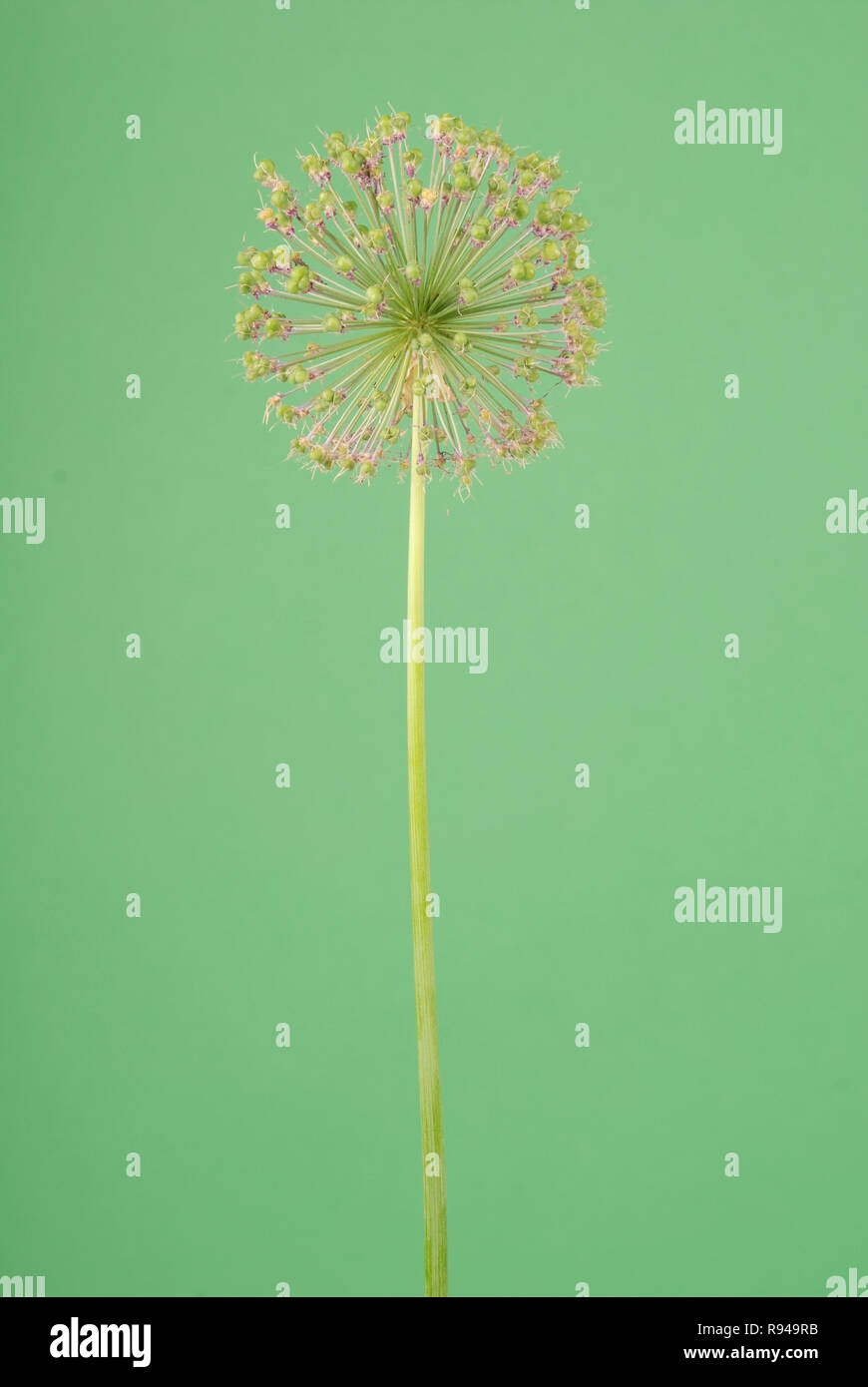 Allium flower isolated on green background Stock Photo