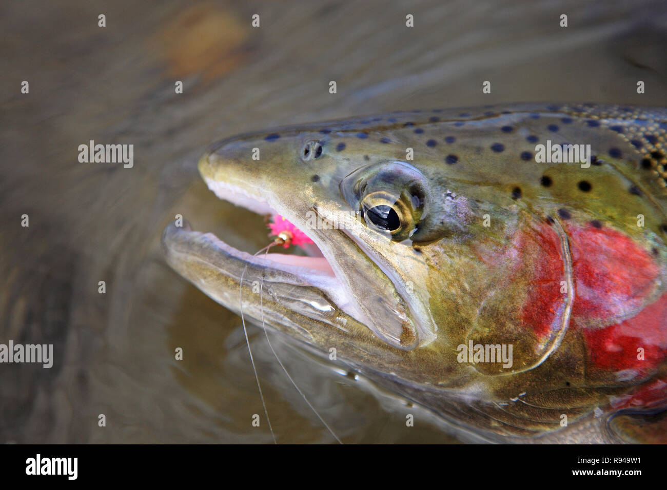caught steelhead trout with pink lure in mouth closeup Stock Photo