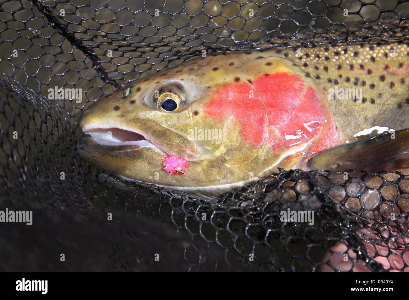 freshly caught steelhead trout in a net with pink lure in mouth closeup Stock Photo