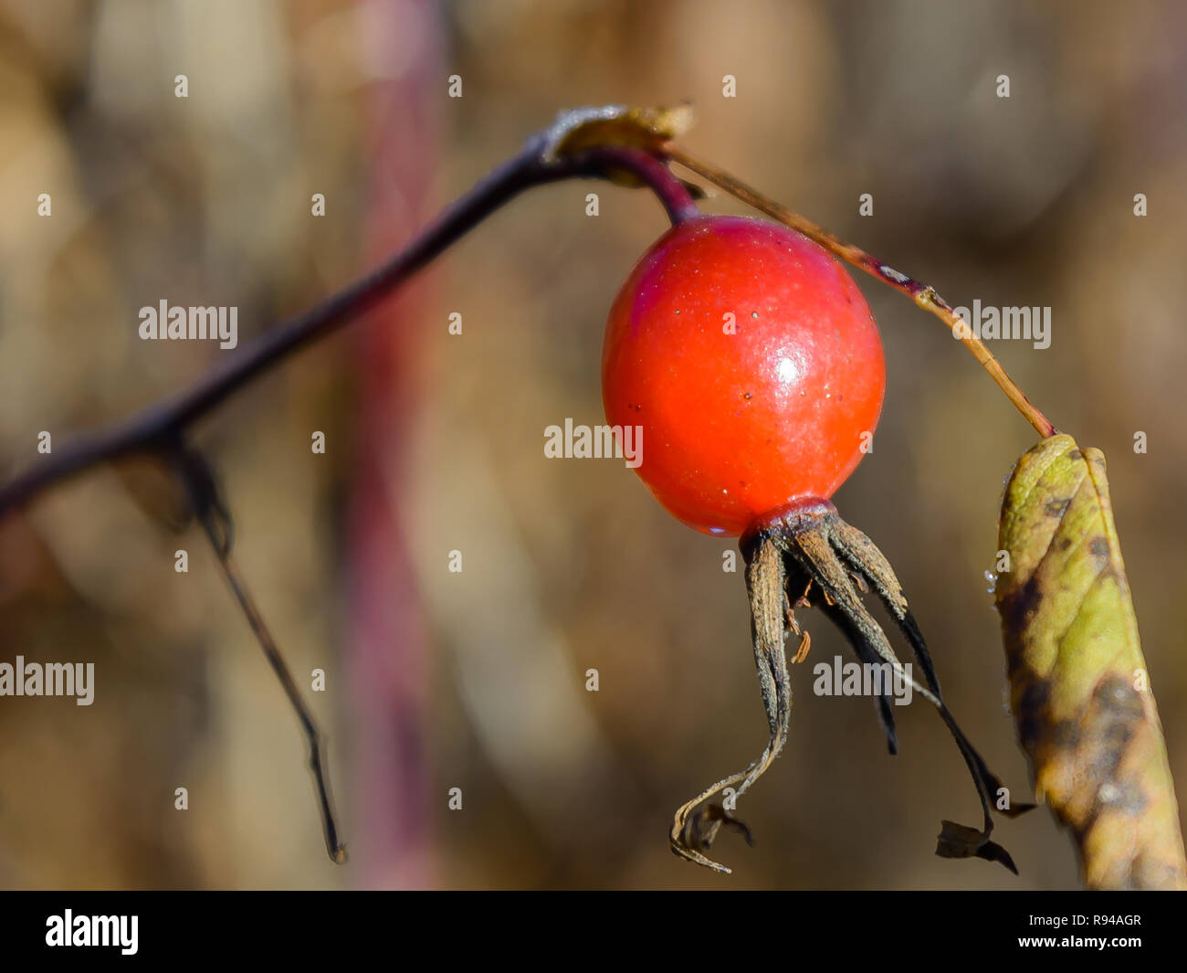 Late autumn, Berry Rosehip, Wild Rose Bush Stock Photo