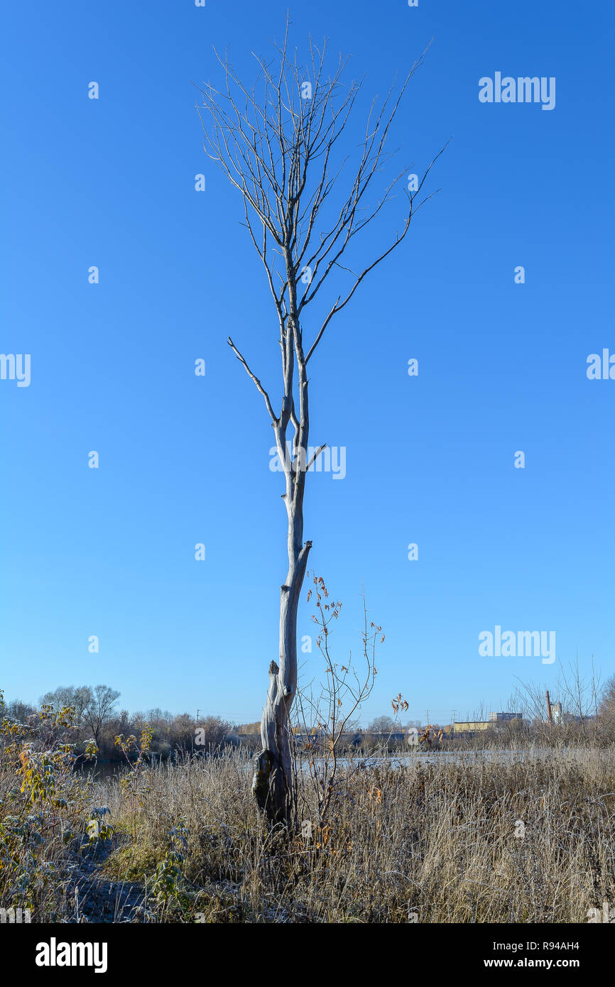 Dead Tree, Dry Wood Stock Photo