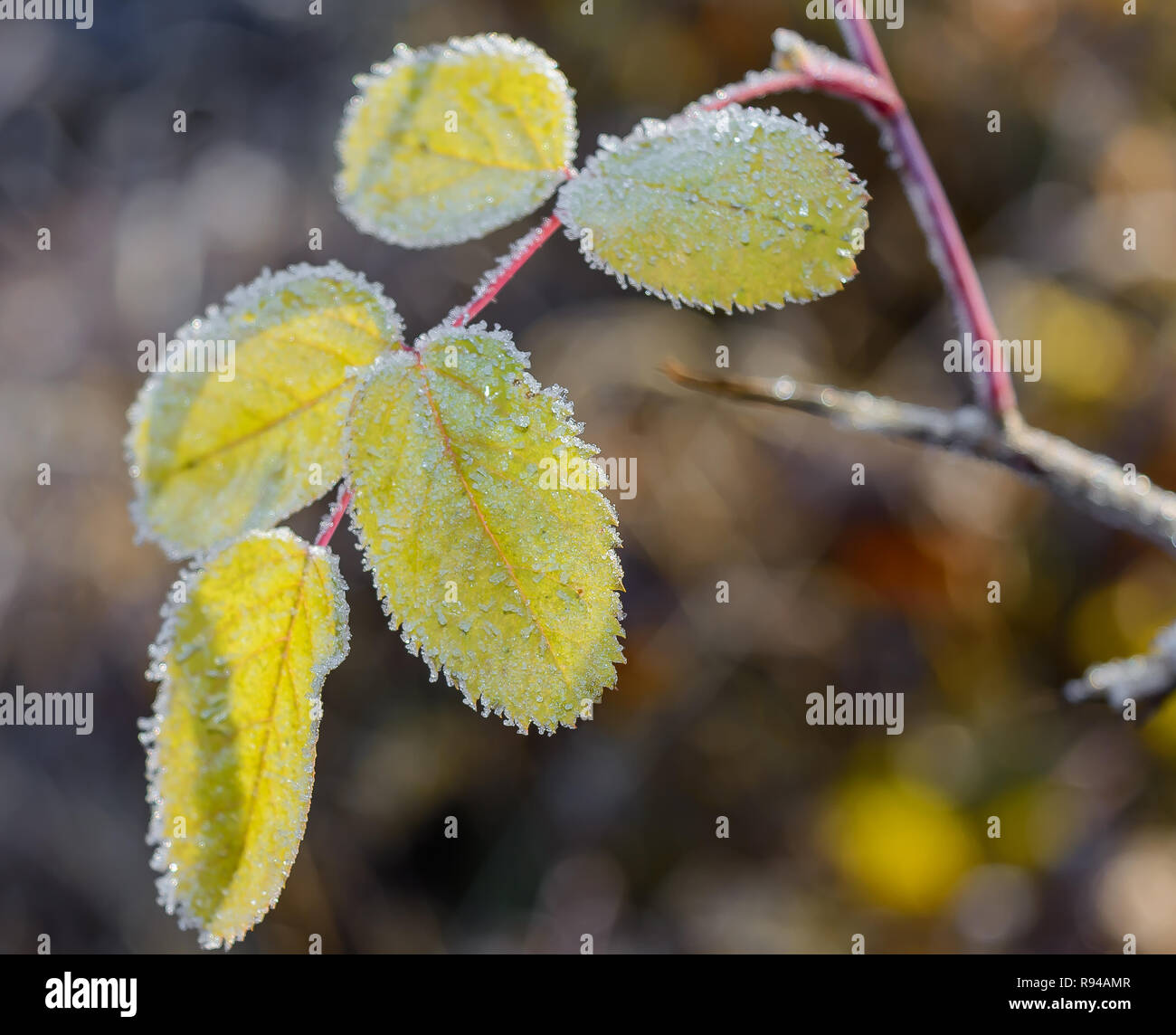 First frost, Frost On The Grass, Frost On The Leaves, Frost On The Plants Stock Photo
