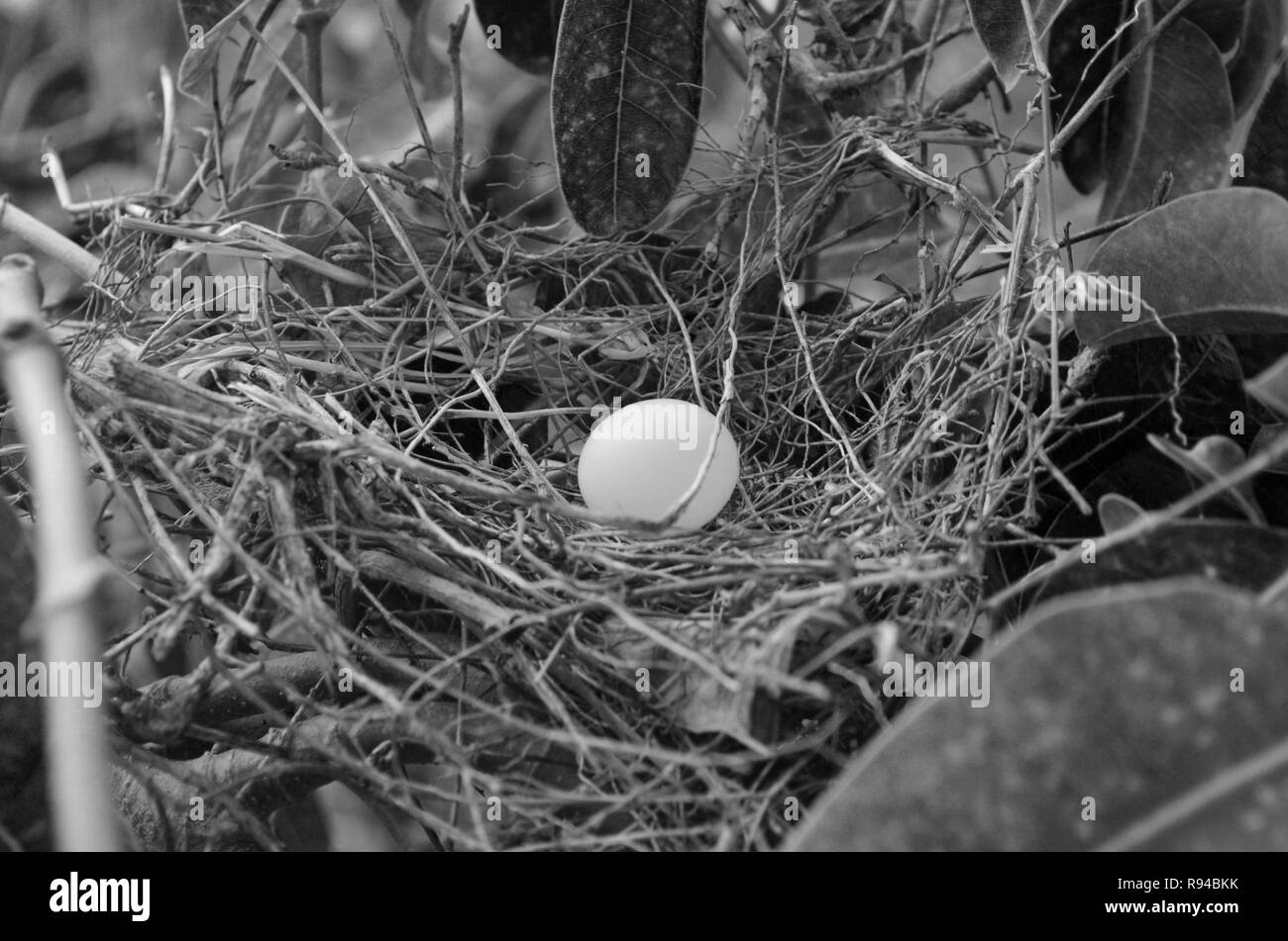 Egg in Bird's Nest Stock Photo