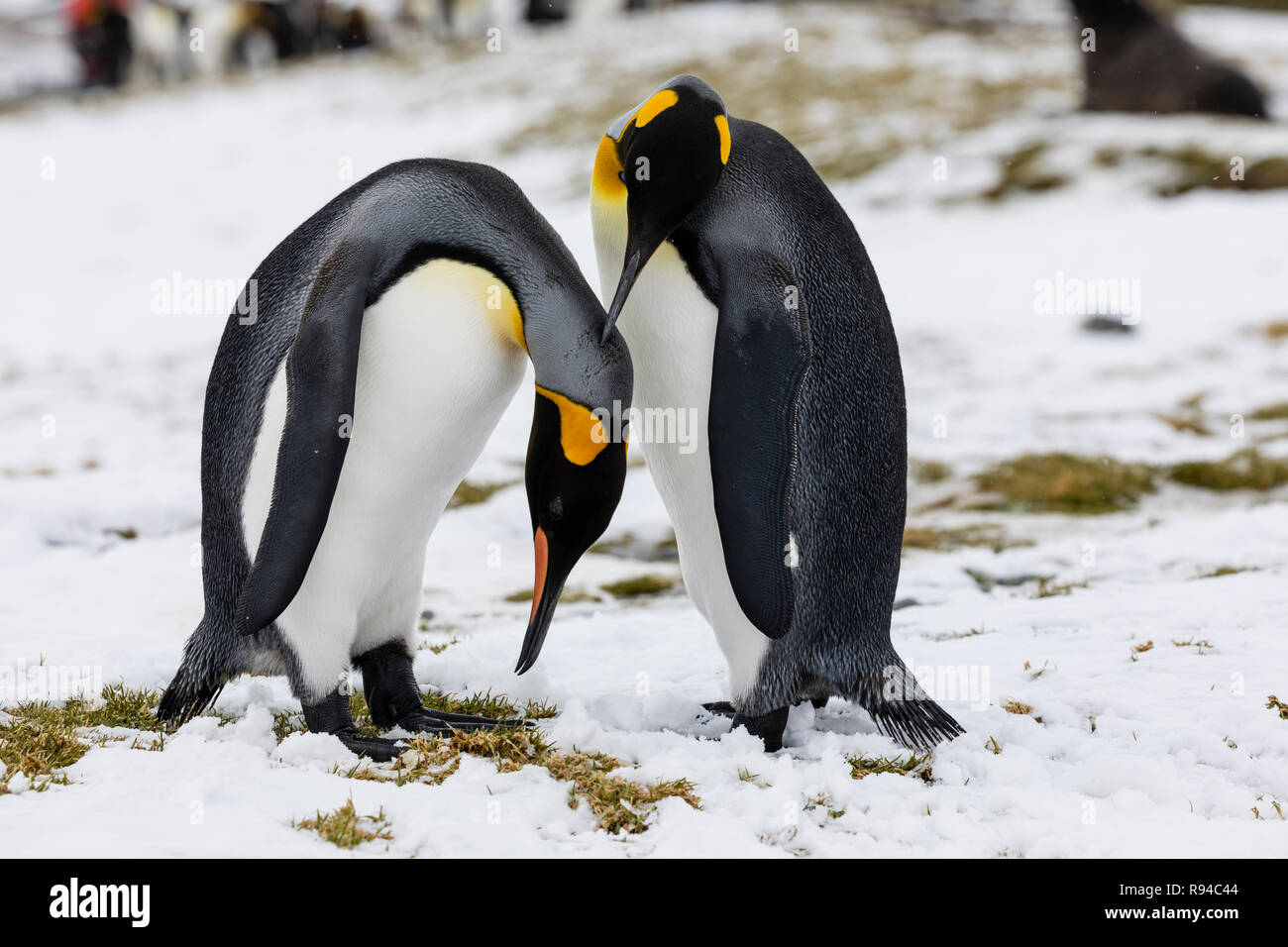 An in love King Penguin couple exchanges tenderness on Fortuna Bay, South Georgia, Antarctica Stock Photo