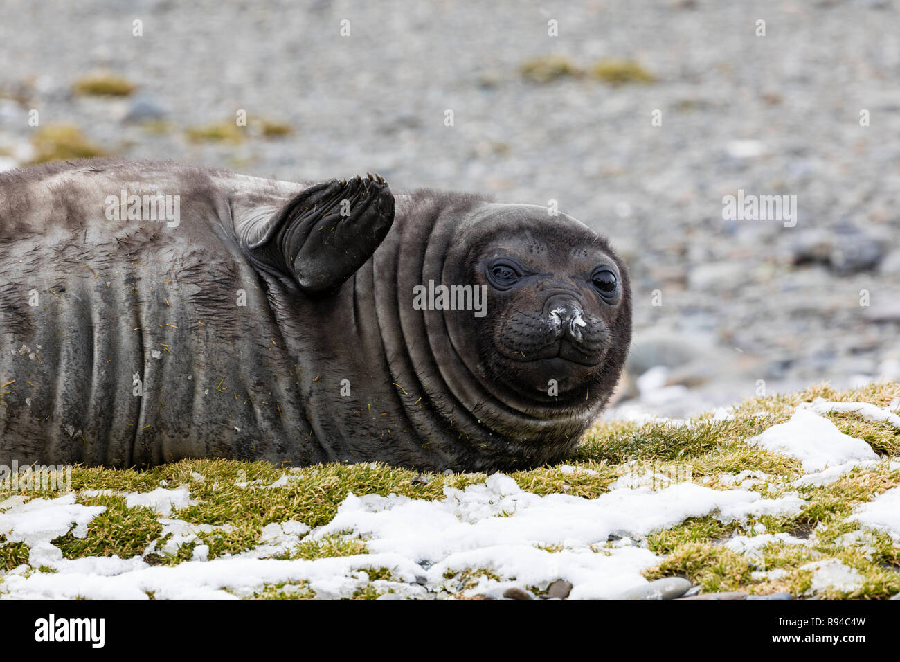 A cute young southern elephant seal is resting on the pebble beach on