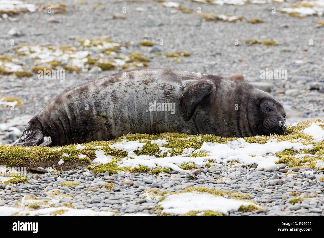 A cute young southern elephant seal is resting on the pebble beach on