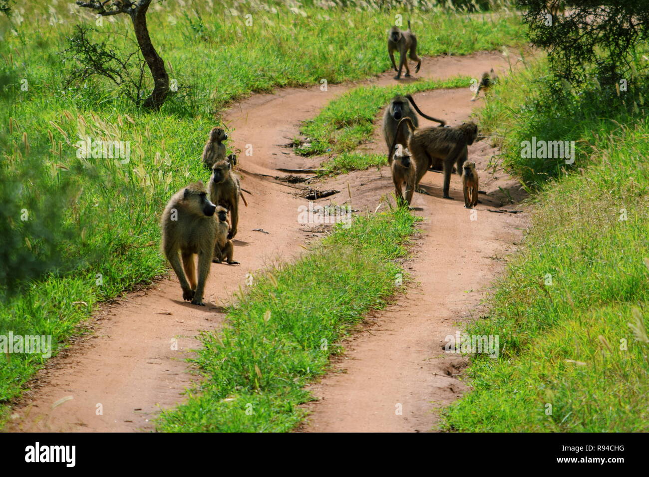 A group of baboons at Taita Hills Wildlife Sanctuary, Kenya Stock Photo