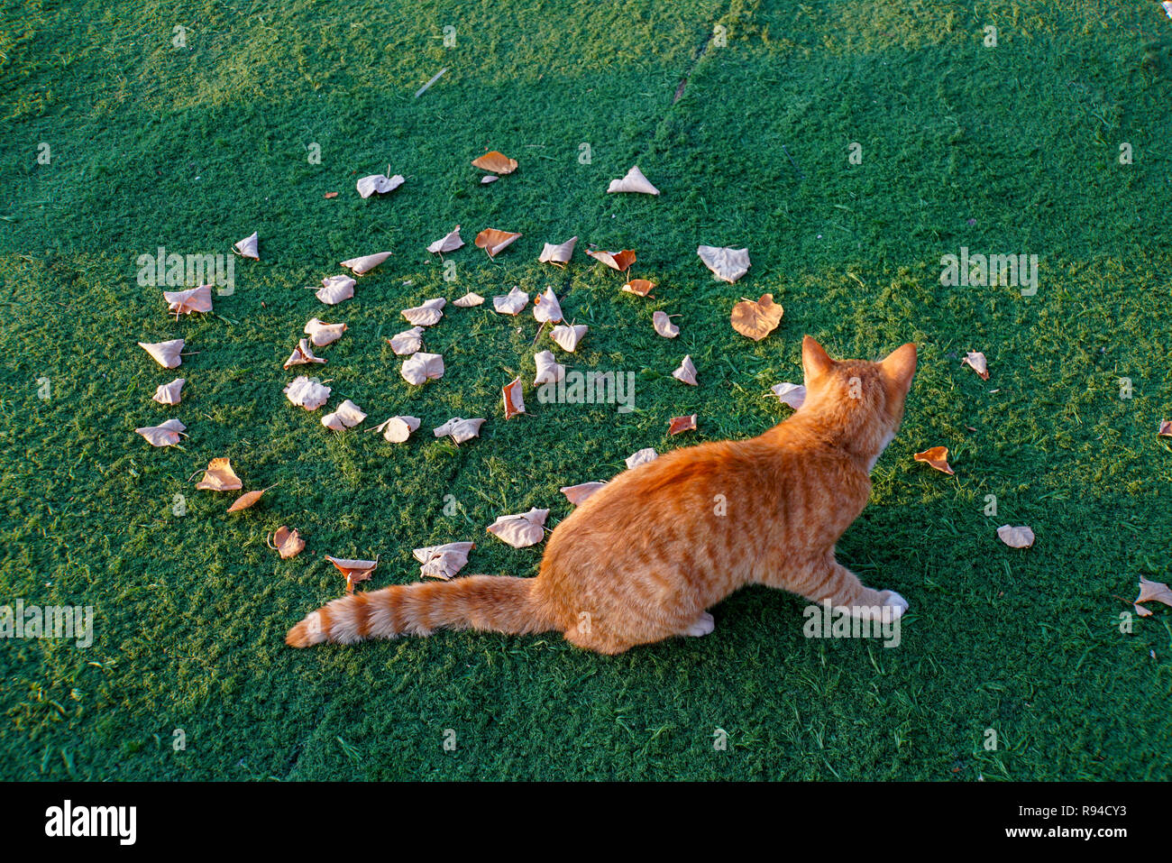 cat is curious by leafs in a spiral design on green grass Stock Photo