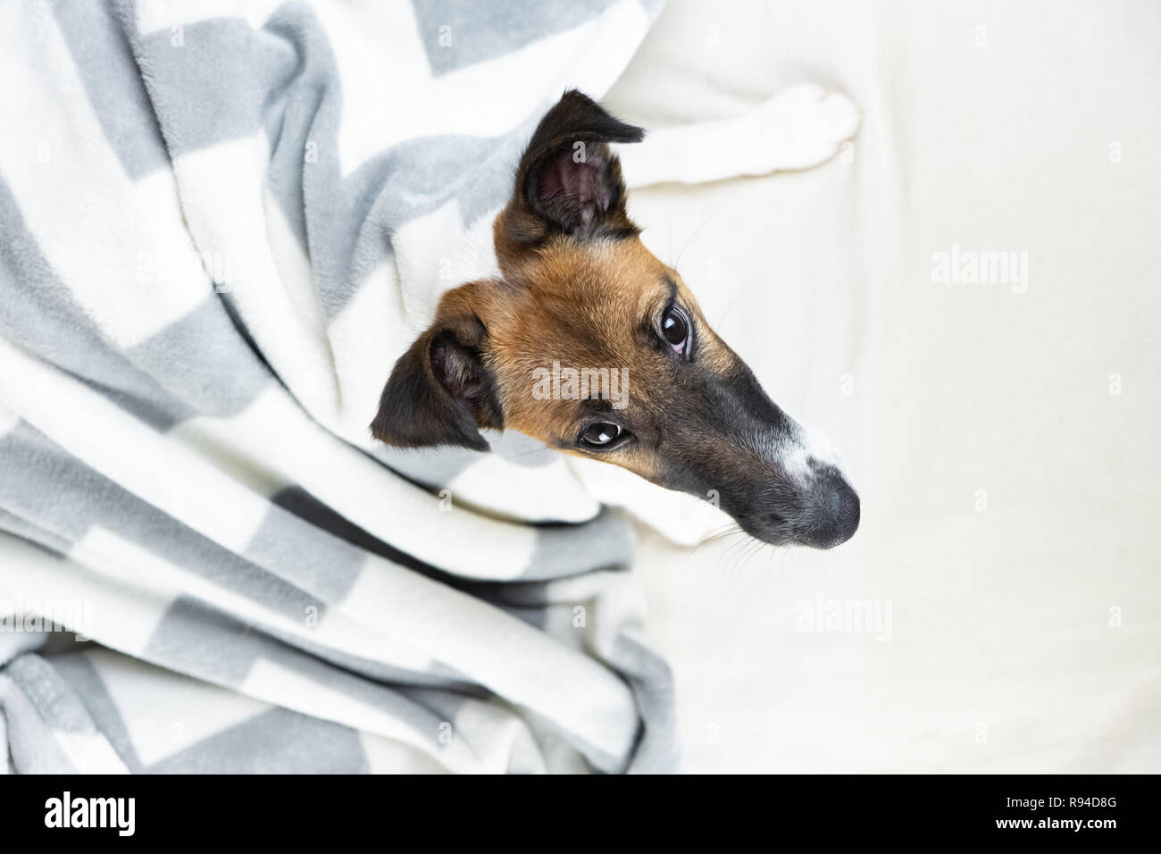 Smooth fox terrier puppy in cozy blanket looks up. Cute little dog in throw plaid lying in bed at home, top view Stock Photo