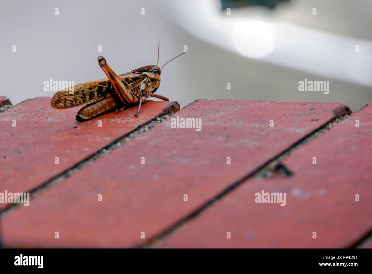 Brown grasshopper on tiles. Photographed in Greece in October Stock Photo