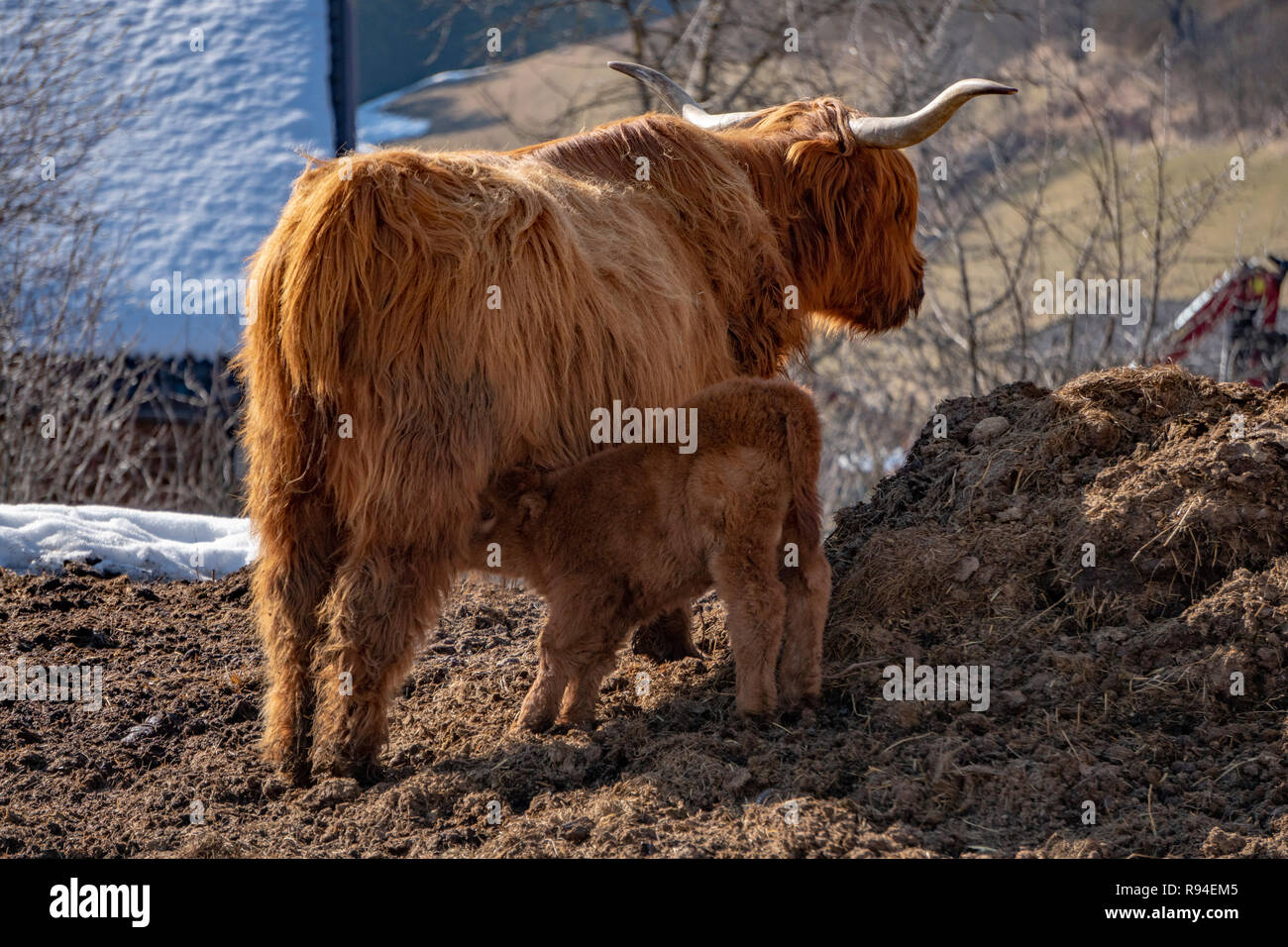baby Highlander scotland hairy cow with mother in a farm Stock Photo