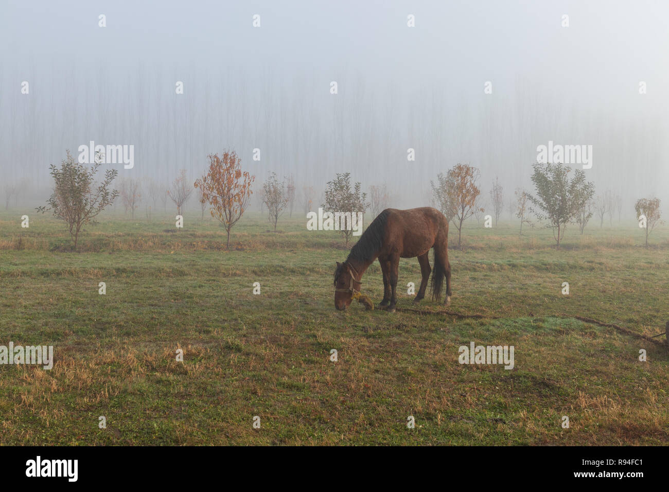 lonely mule in hazy morning Stock Photo