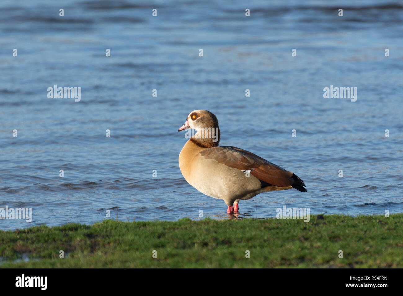 Egyptian goose (Alopochen aegyptiaca) Stock Photo