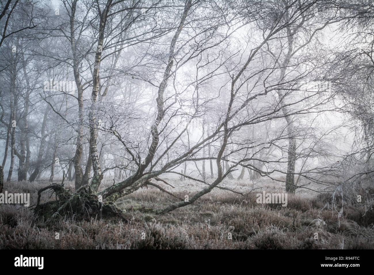 Hoar frost at Frensham Common in Surrey, UK. Heathland landscape scene with frosty trees. Stock Photo