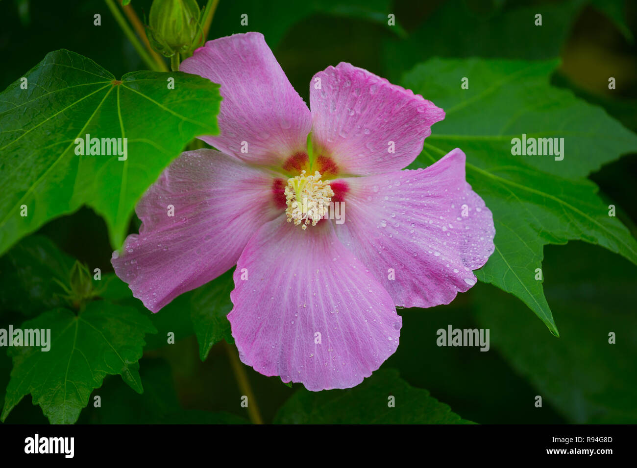 This beautiful purple flower called as Hibiscus moscheutos, rose mallow ...