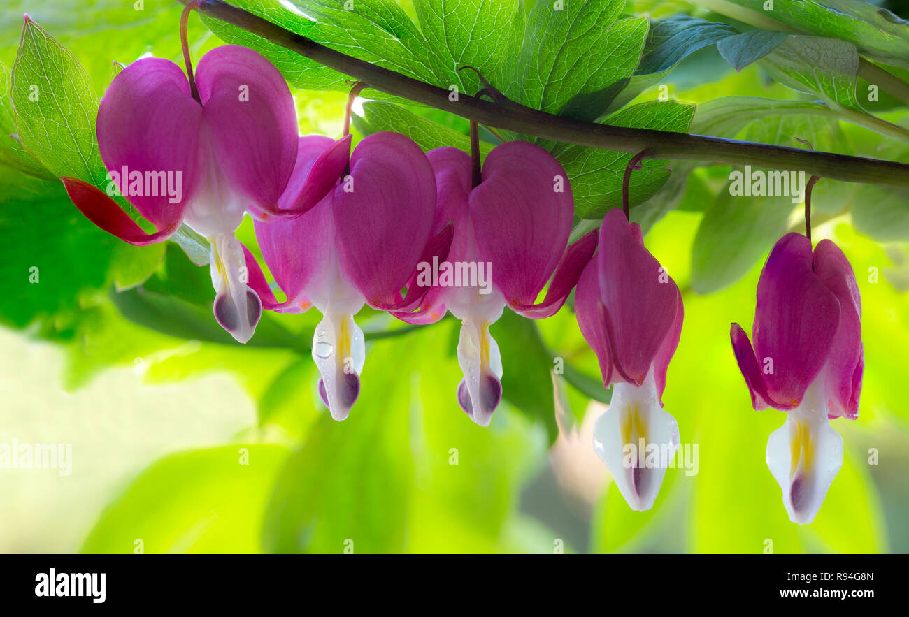 Broken flowers hires stock photography and images Alamy